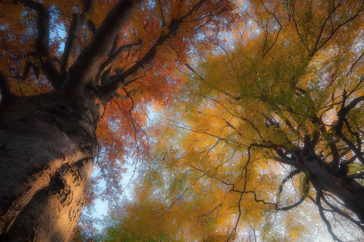 mehedinti, romania, tree, lights, branches, Csomai David