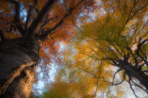 Autumn symphony