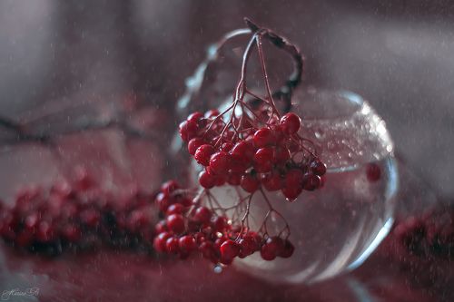 Этюды с рябиной