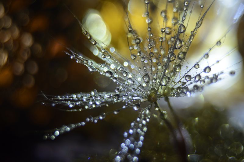 Новогодняя звезда. фото превью