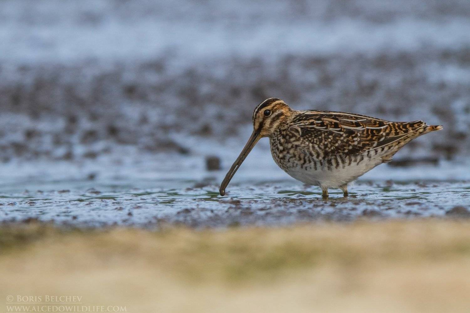 , Борис Белчев