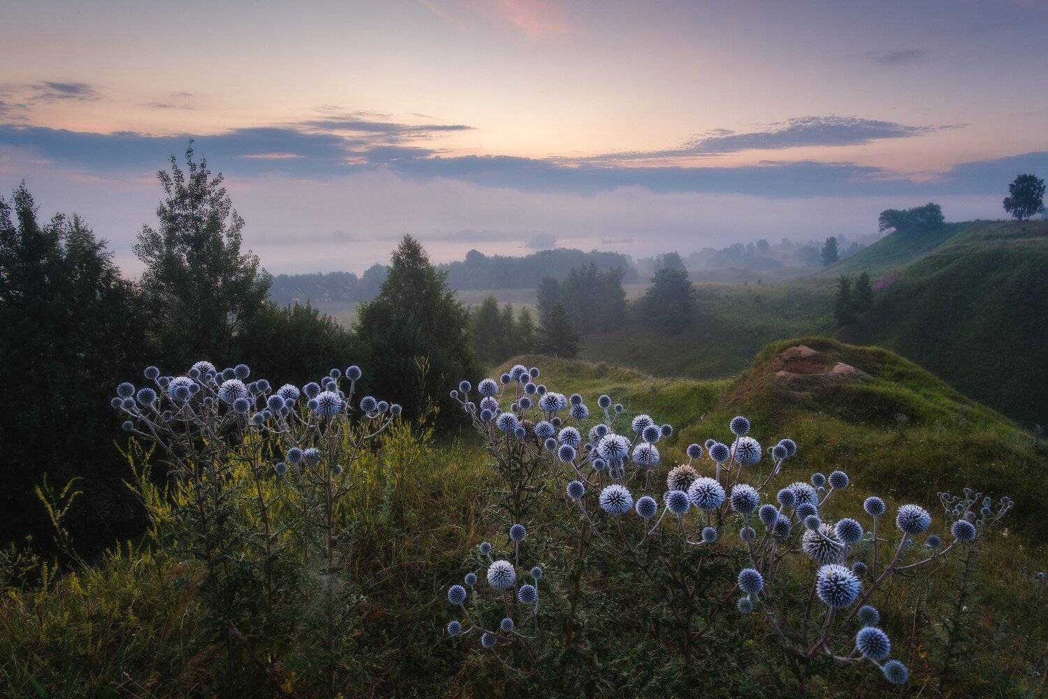 россия, рязанская область, константиново, ока, пейзаж, природа, лето, туман, река, восход солнца, рассвет, сумерки, цветы, мордовник шароголовый, туман, Оборотов Алексей
