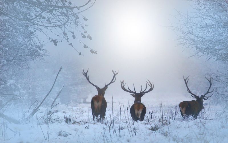 ,-,-,-- фото превью