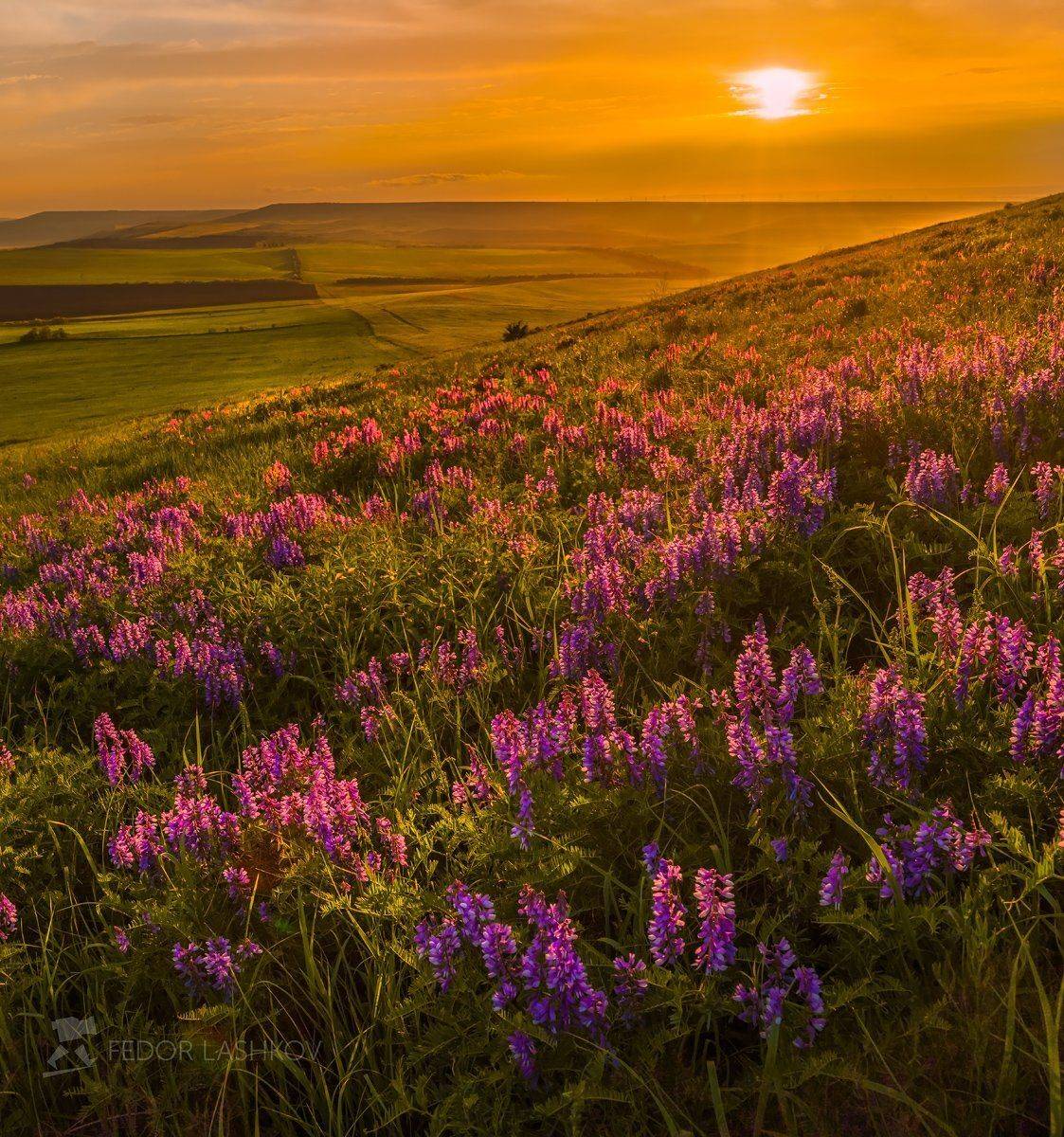 pentax645z, pentaxrussia, pentax, ставропольский край,  путешествие, фотоальбом, цветы, природа, облака, горошек, трава,  закат, солнце, степь, холм, Лашков Фёдор