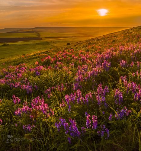 Цветущая степь на закате