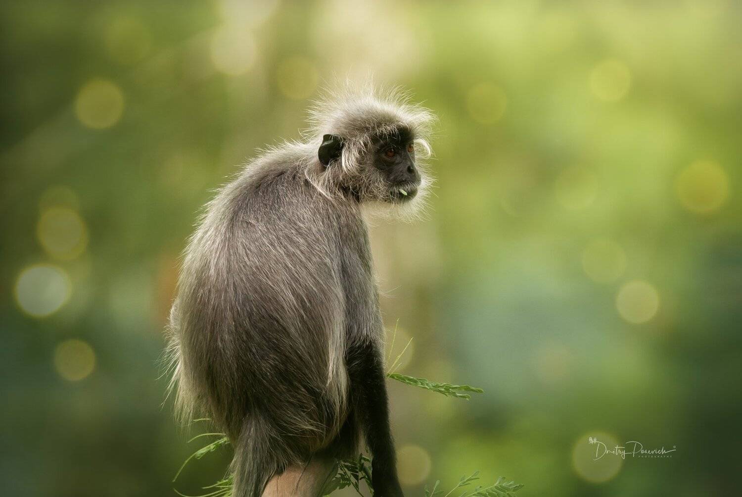 природа, животные, птицы, вьетнам, остров фукок, Дмитрий Посевич