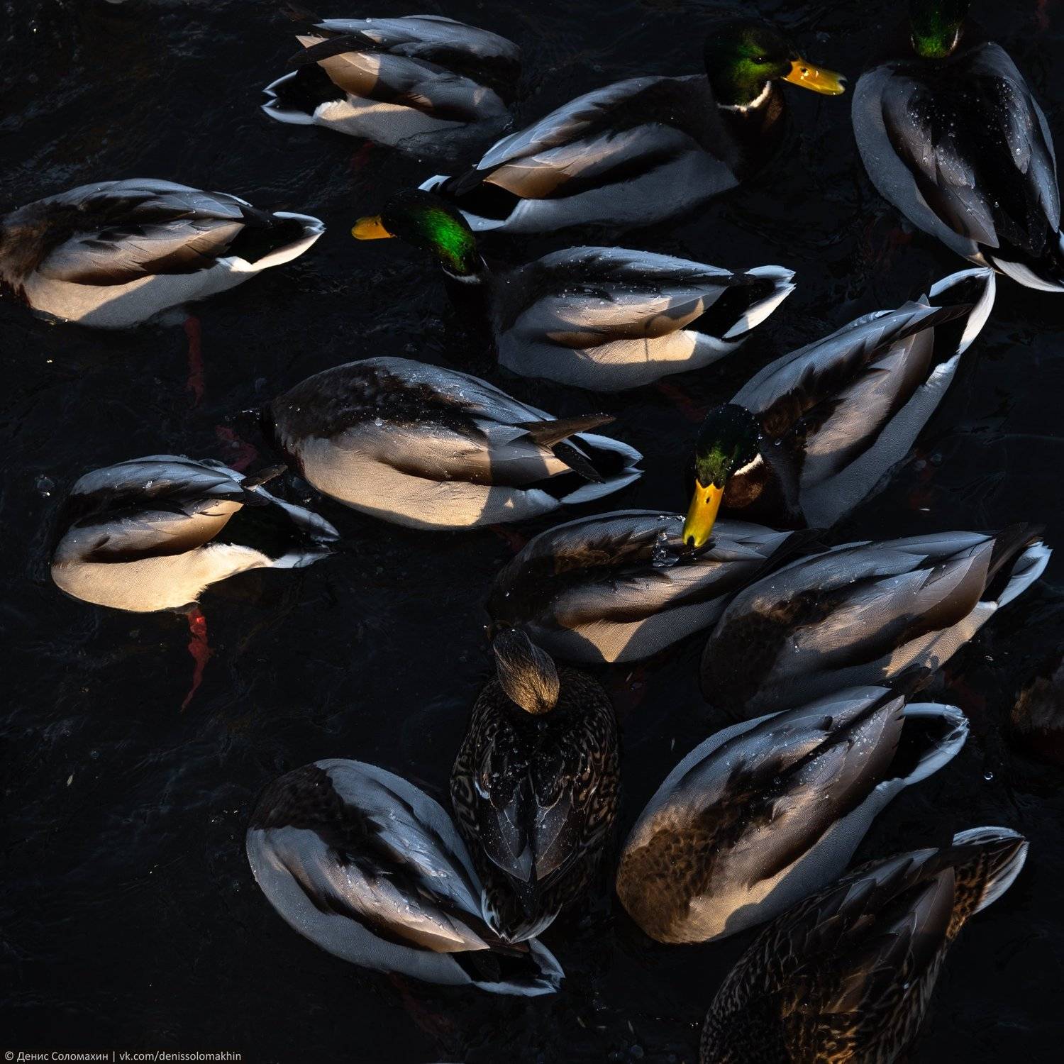 #алтай #алтайскийкрай #зима #кряквы #птицы #озеро #светлое #озеросветлое #утки #лебединыйзаказник #заказниклебединый, Денис Соломахин