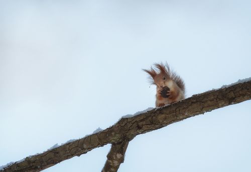 Сюжеты беличьей зимы.