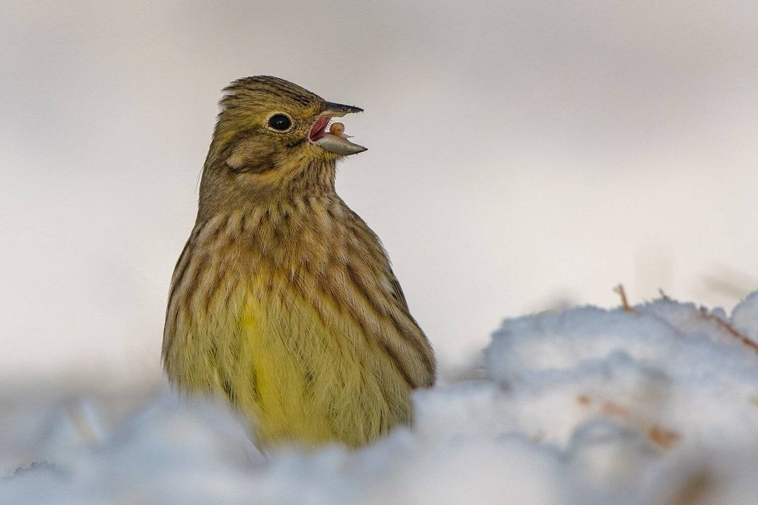 овсянка, Александр Маркелов