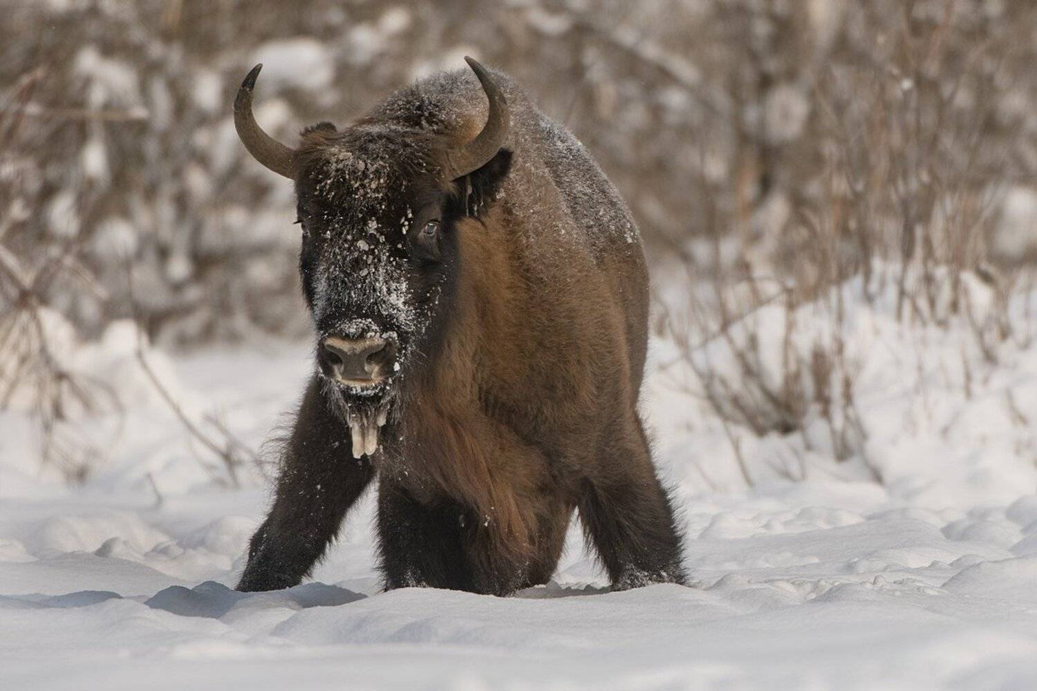 зубр, Александр Маркелов