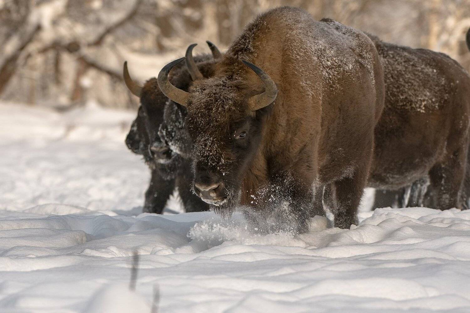 зубр, Александр Маркелов
