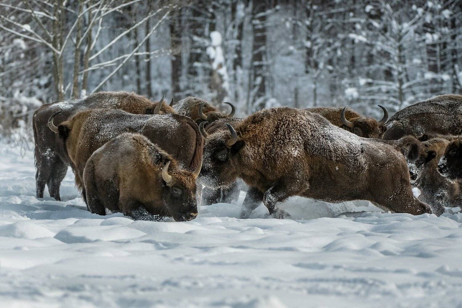 зубр, Александр Маркелов