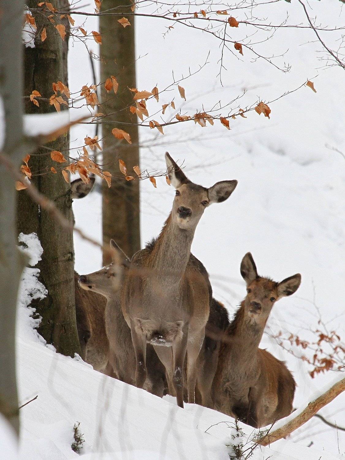 , Krzysztof Tomasiak
