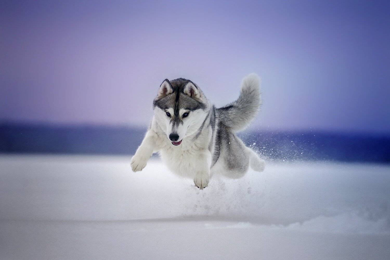 , Андрей Ершов