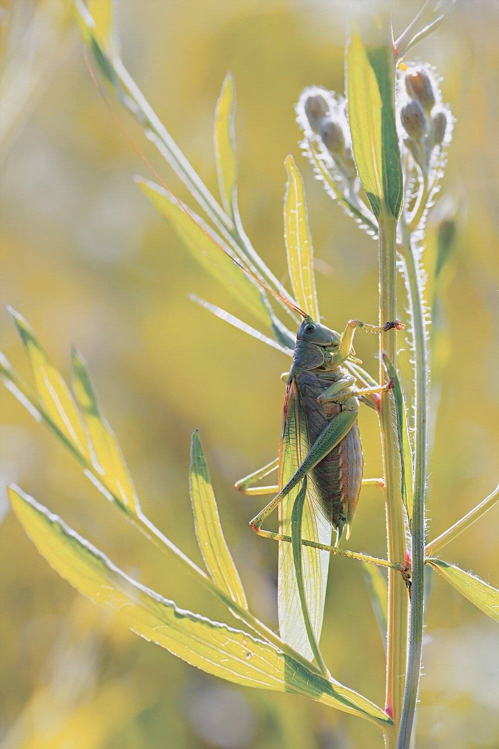 кузнечик,лист,свет,крылья,цветок,глаз,жёлтый,зеленый, Юрий Котов