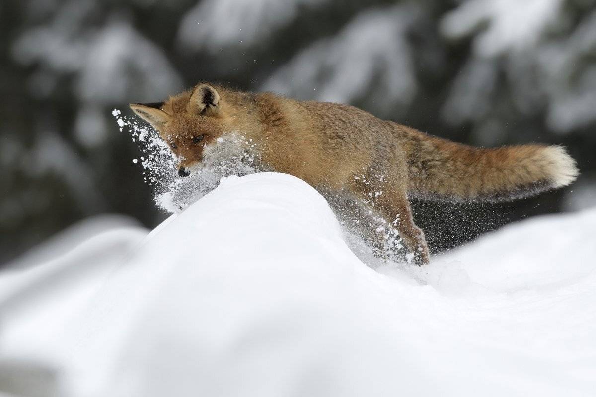 животные, Jaroslav Mego