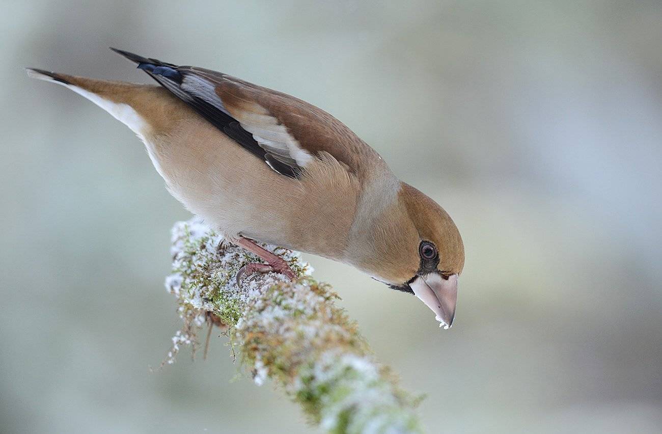 дубонос,самка,зима,бор, Иван