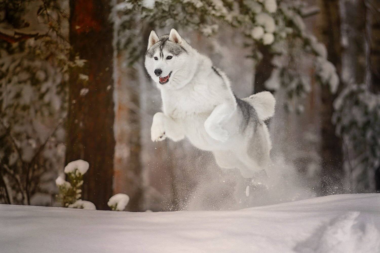 , Андрей Ершов