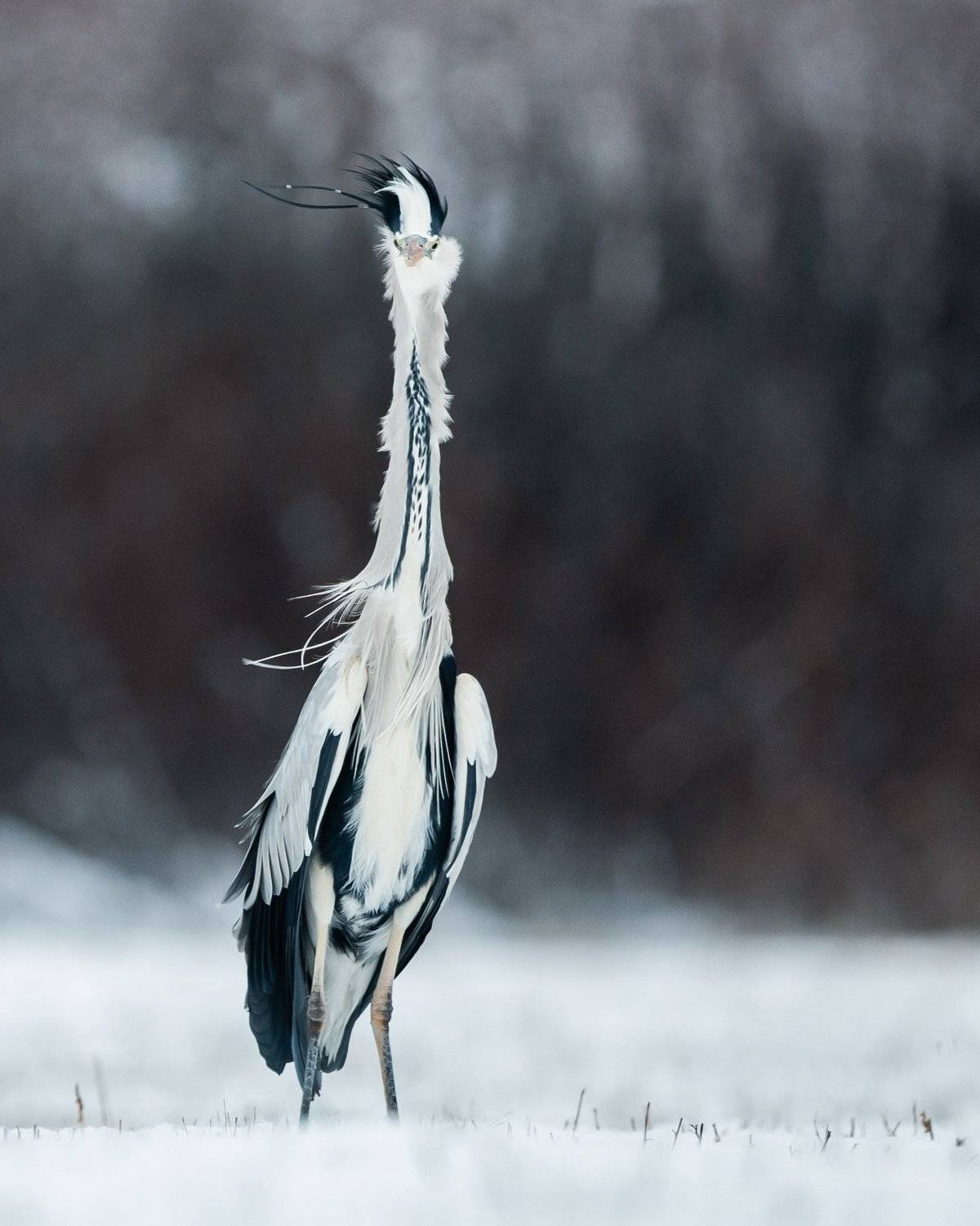 heron, czapla, wildlife, birds, winter, snow, Adam Fichna