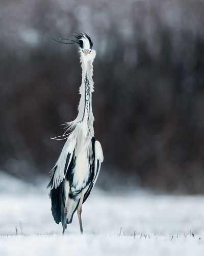 Grey Heron