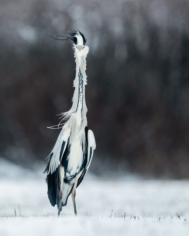 heron, czapla, wildlife, birds, winter, snow Grey Heron фото превью