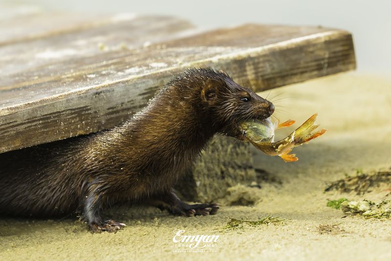 mink, european mink, prey, fish, animals, nature, wildlife, норка с добычей, норка, животные Норка с добычей фото превью