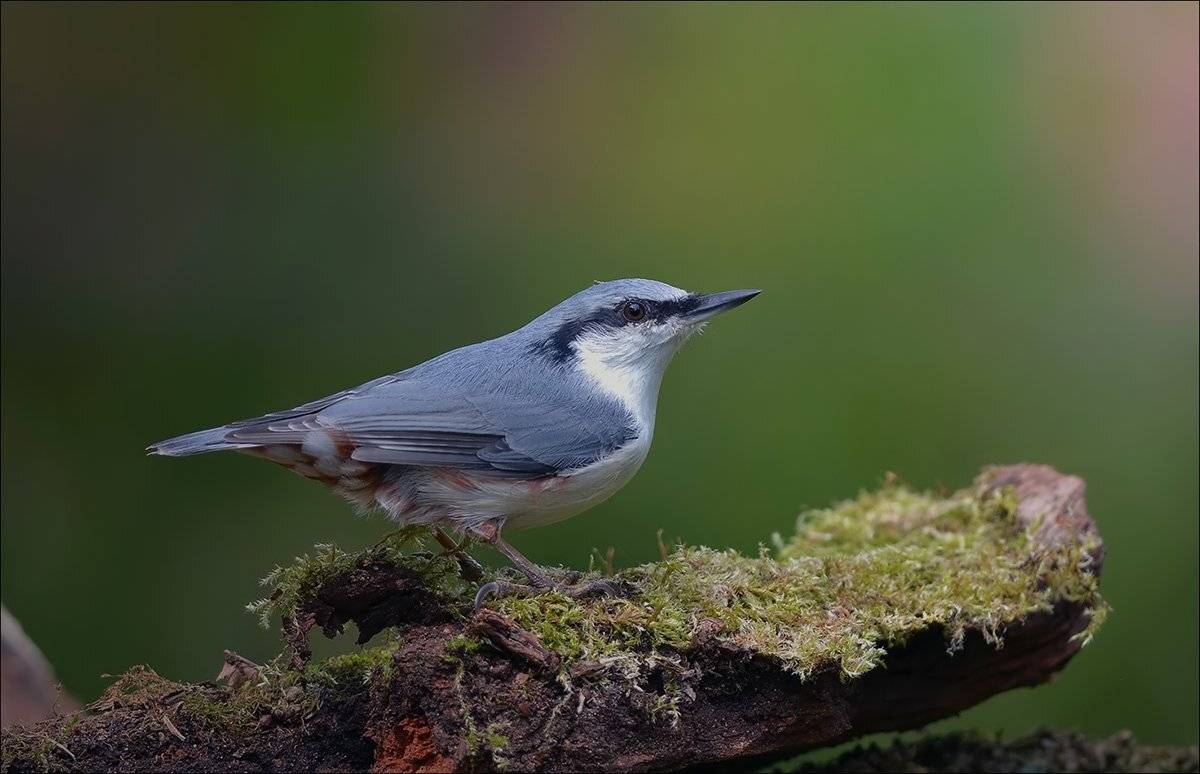 поползень, Андрей Медведев