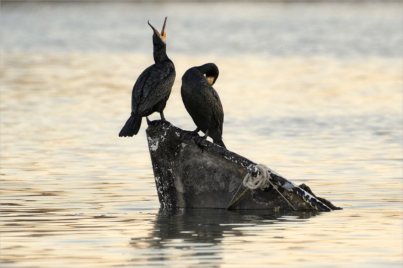 баклан, лодка, вода, закат, фауна Песня о любви фото превью