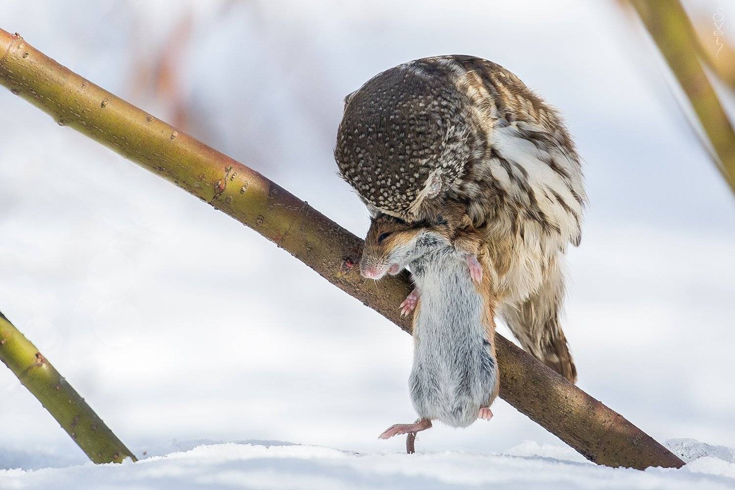 воробьиный сыч, полевая мышь, сова, Байбекова Светлана