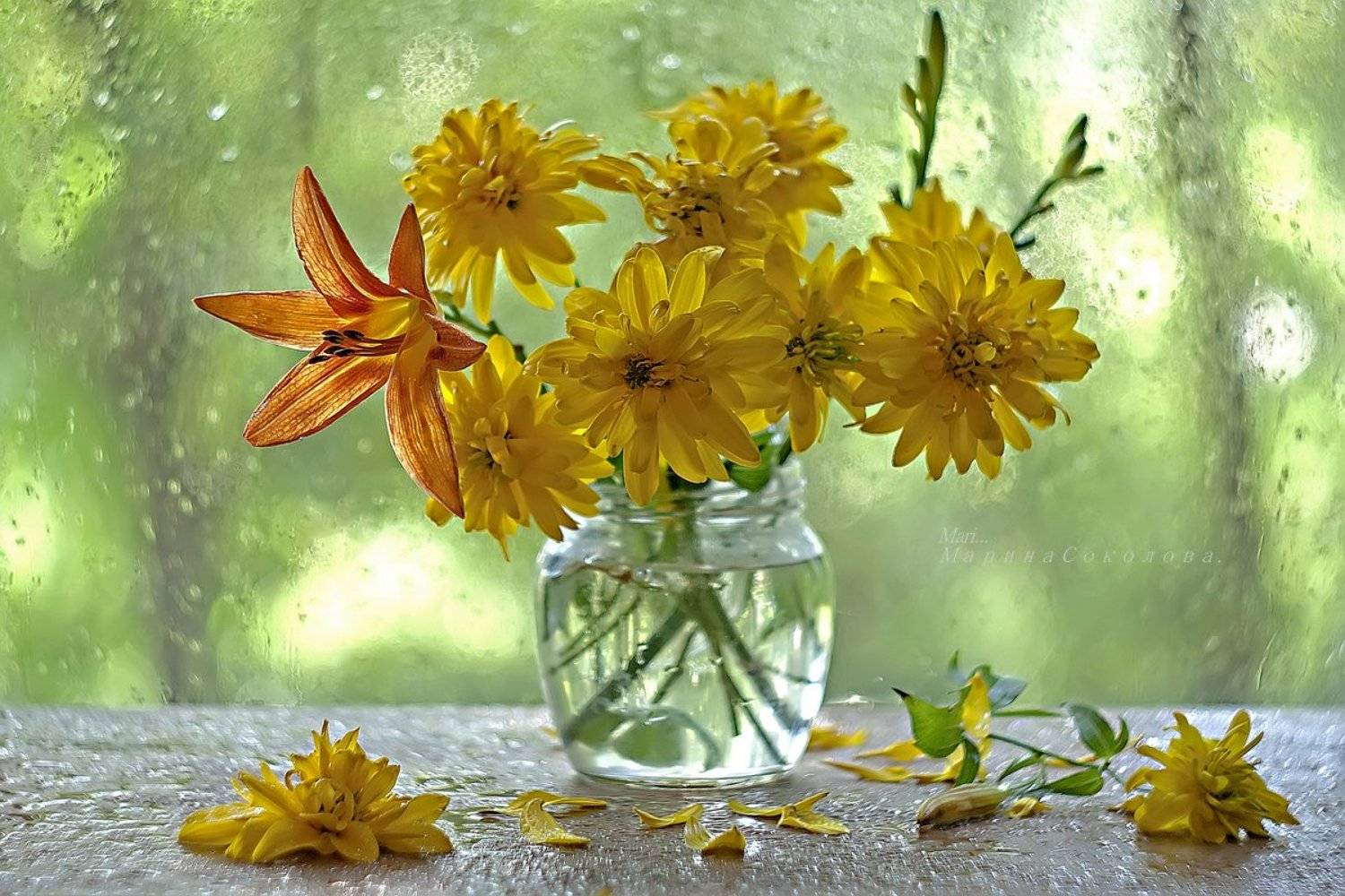 , Марина Соколова