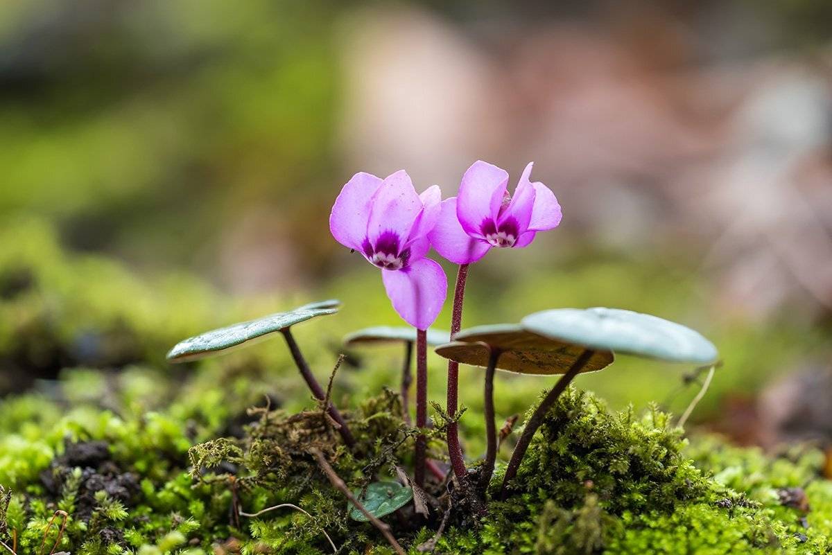 природа, макро, растения, цветы, цикламены, Александр Земляной