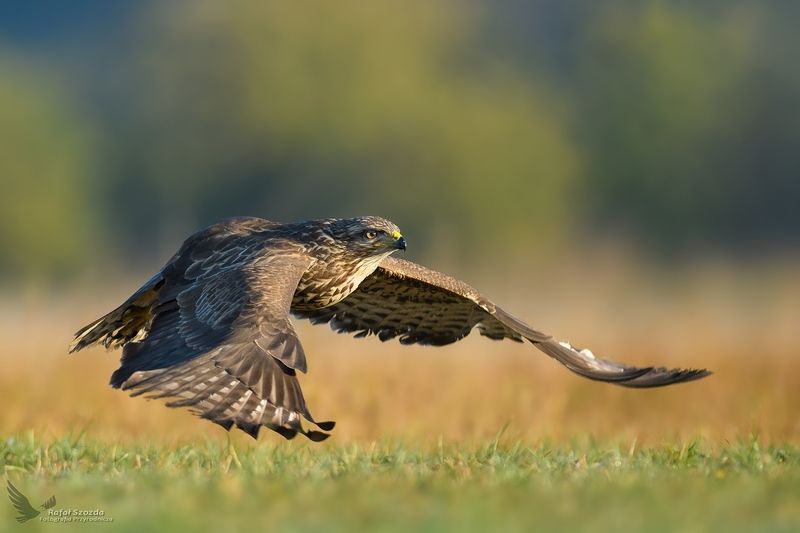 Myszołów, Common Buzzard (Buteo buteo) ... фото превью