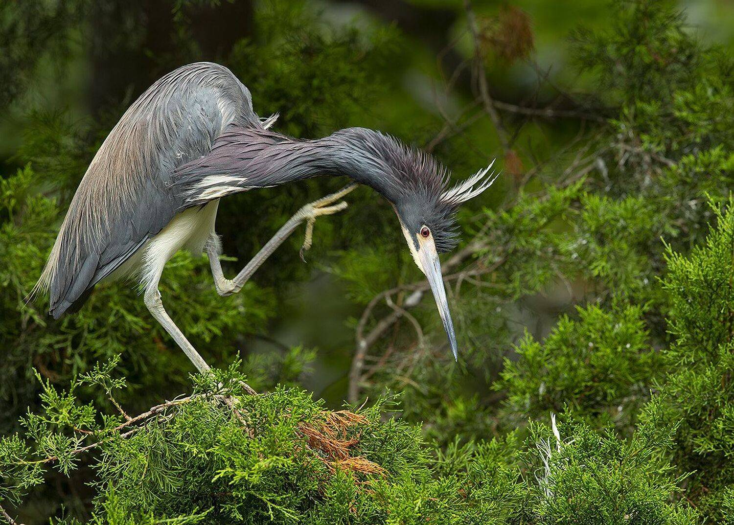 tricolored heron, трёхцветная цапля, цапля, heron, florida, Elizabeth Etkind