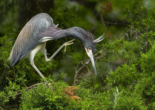 Трёхцветная цапля - Tricolored Heron