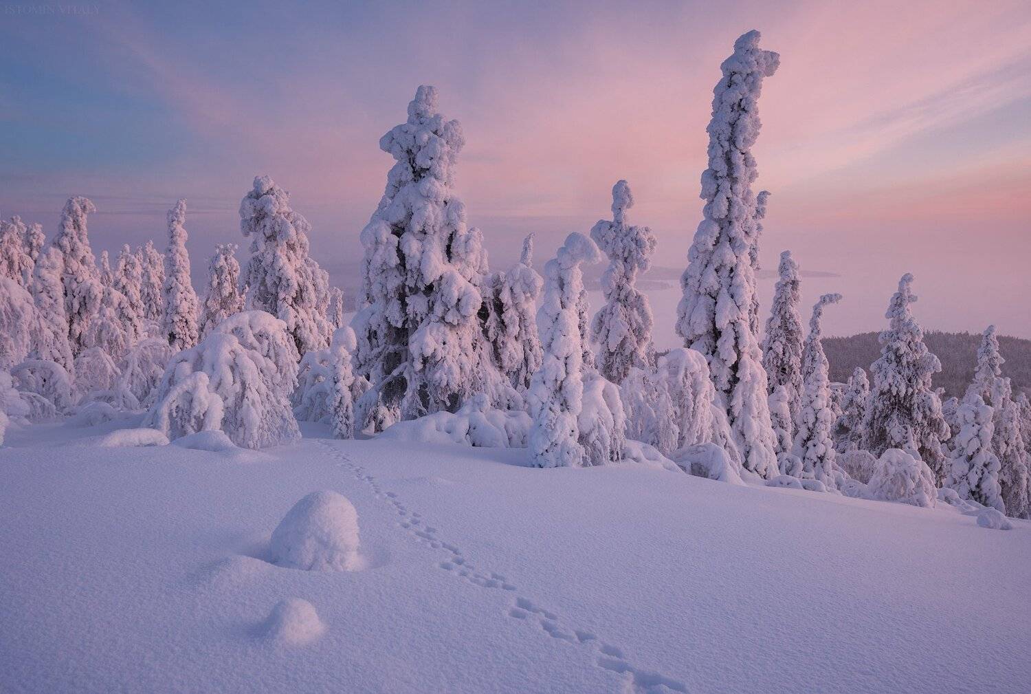 пейзаж,зима,снег,россия,закат,следы,кольский,север, Виталий Истомин