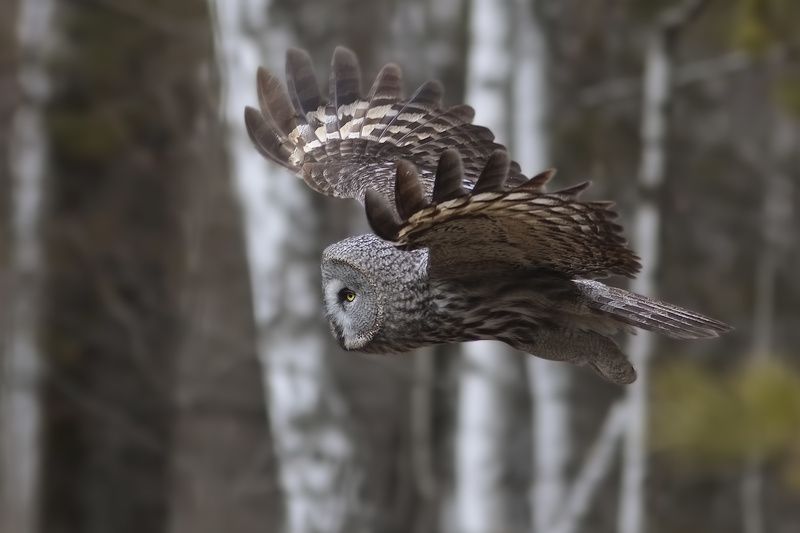 мимолётом фото превью