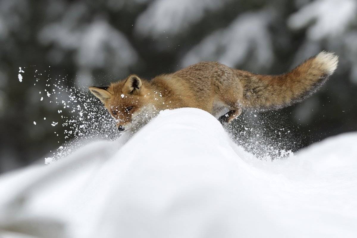 животные, Jaroslav Mego