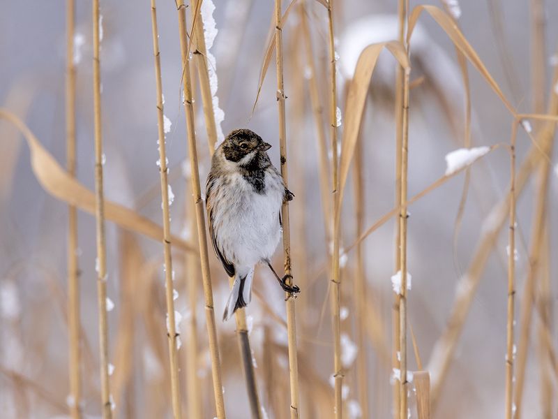 Овсянка камышовая фото превью