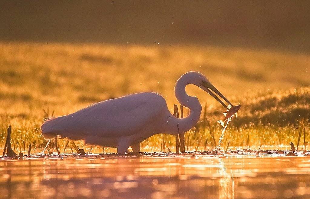 , Вячеслав Мищенко