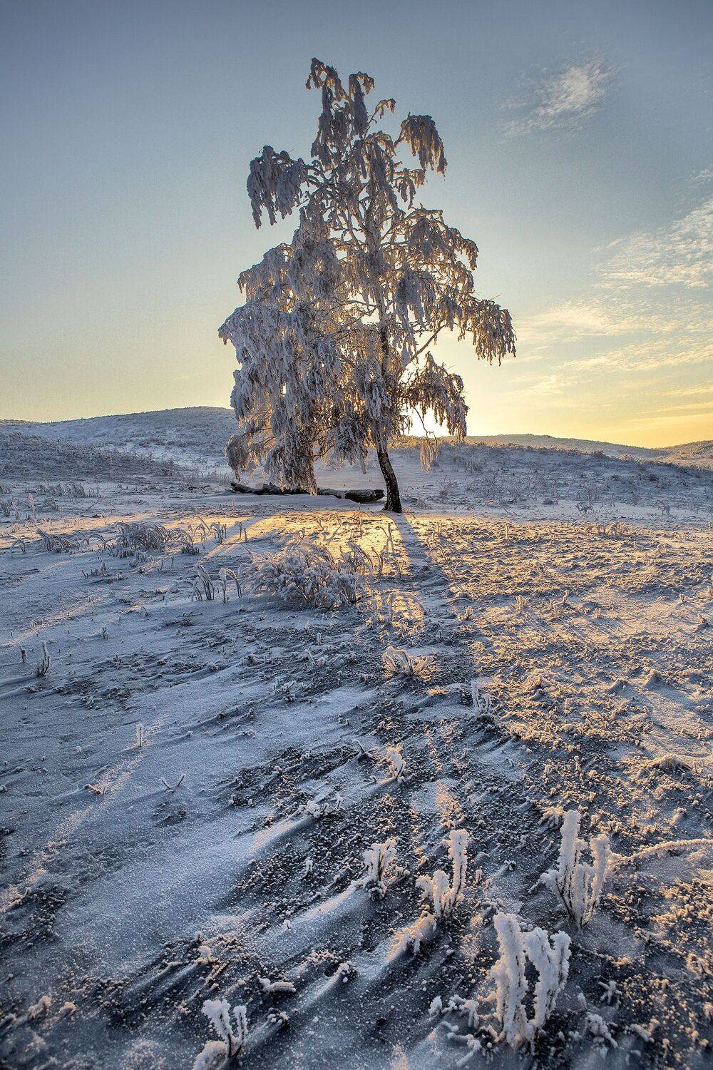зима иней изморось дерево закат фактура снег, Качурин Алексей