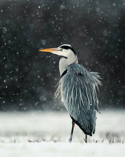 Grey Heron