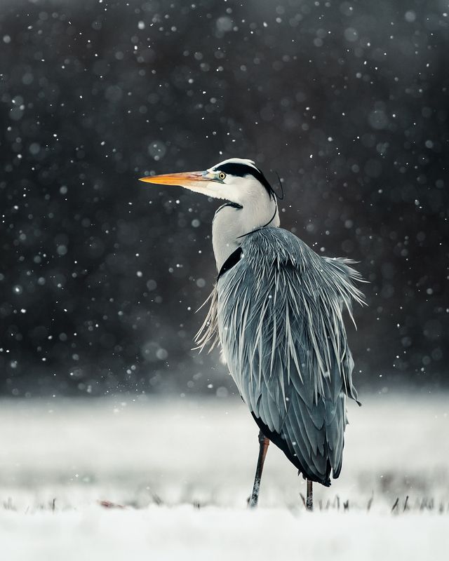 heron, czapla, wildlife, birds, winter, snow Grey Heron фото превью