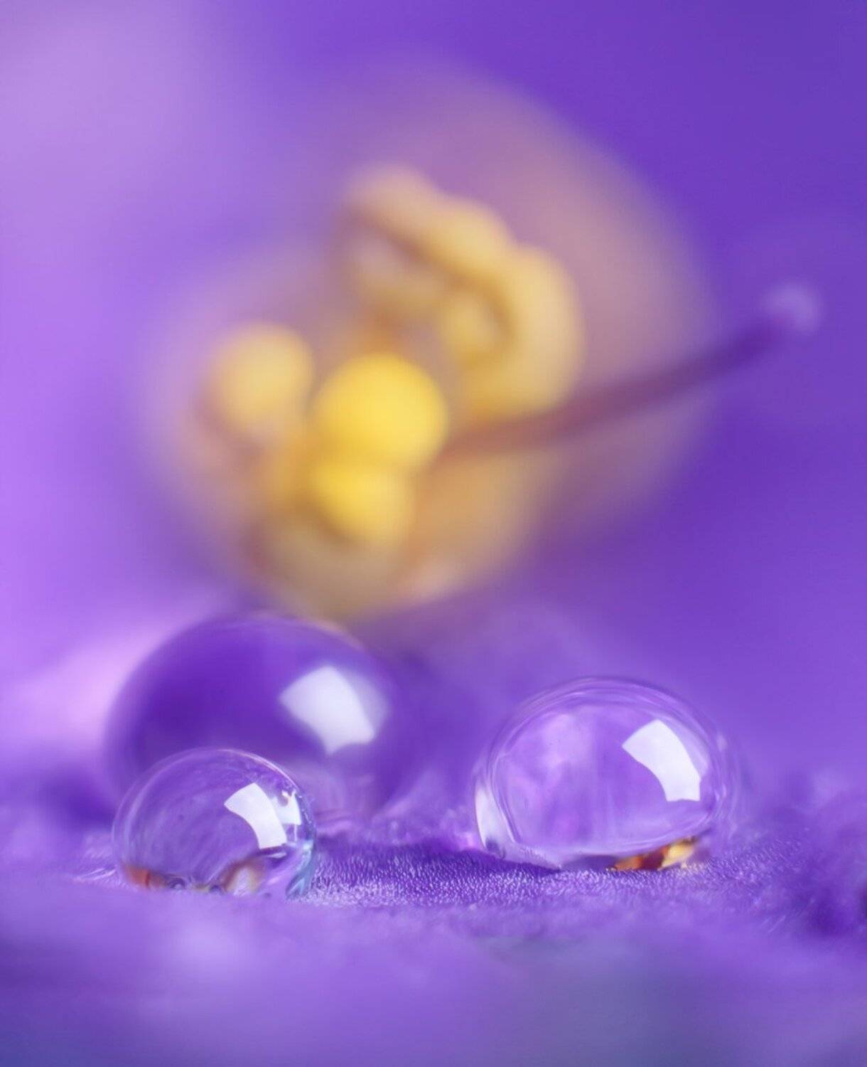 , Николай Андреев