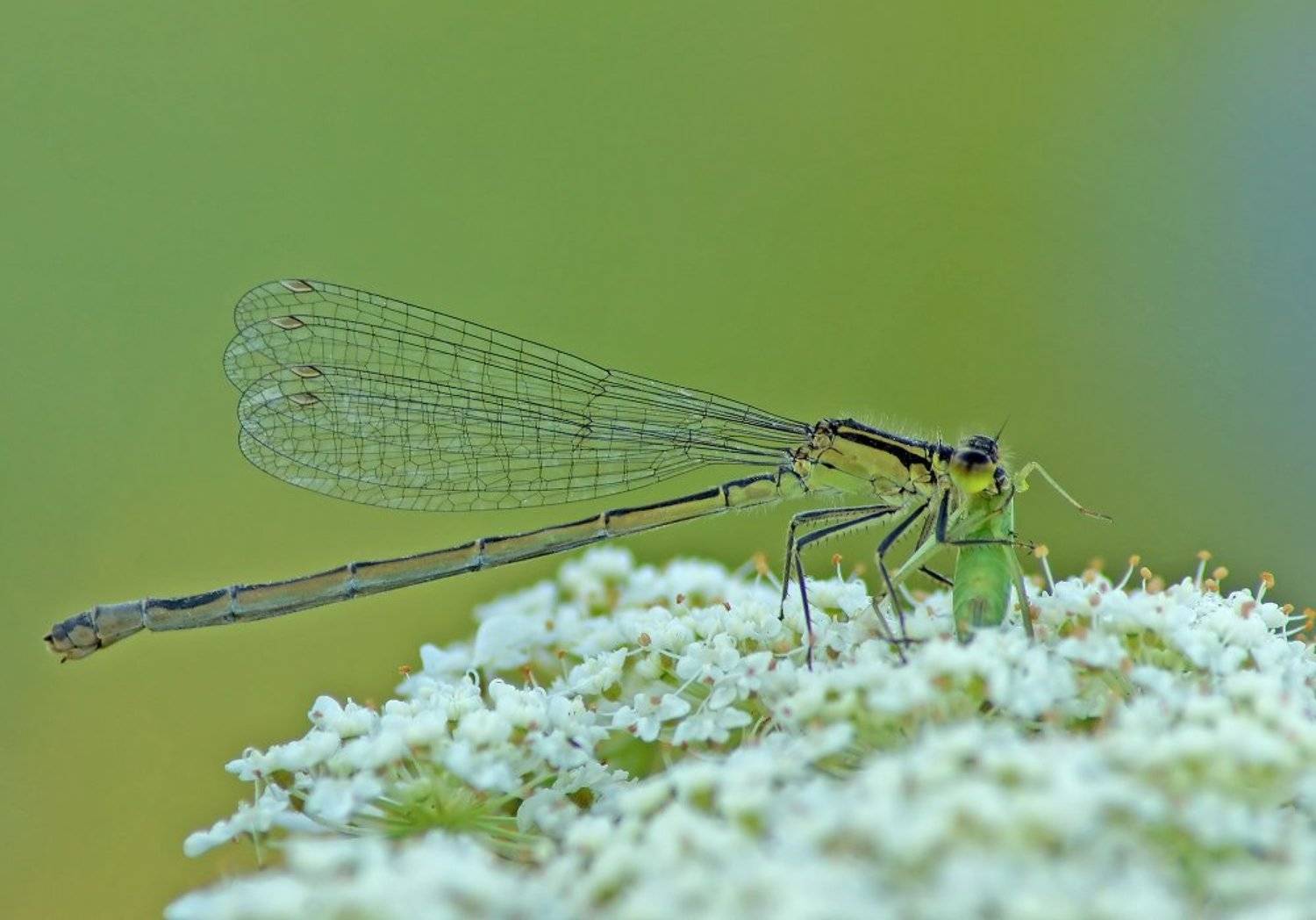 Стрекоза, Чепленко Алексей