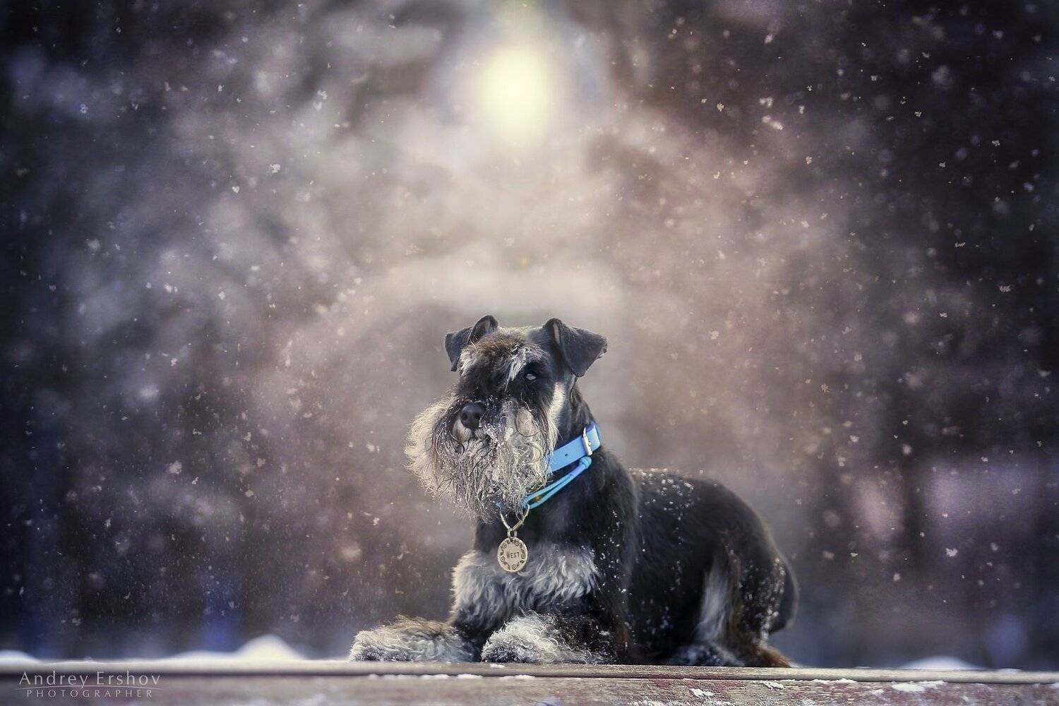 , Андрей Ершов