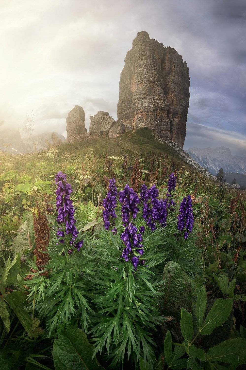 aconite, adige, alpine, alps, alto, cinque, cliff, climbing, dolomites, dolomiti, europe, evening, five, flowers, grass, green, hiking, hill, italia, italian, italy, landscape, light, meadow, mountain, nature, outdoor, pasture, peak, ridge, rock, scenery,, Andrey Omelyanchuk