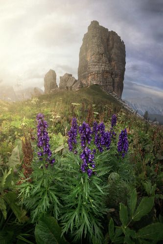 The Meadow of Delusion