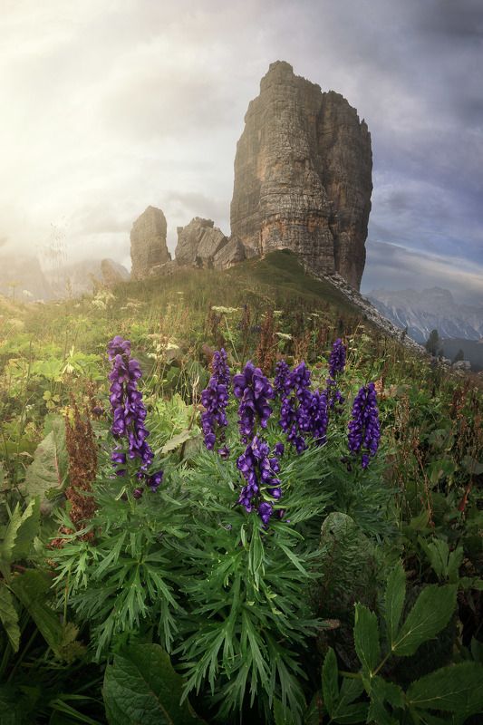 aconite, adige, alpine, alps, alto, cinque, cliff, climbing, dolomites, dolomiti, europe, evening, five, flowers, grass, green, hiking, hill, italia, italian, italy, landscape, light, meadow, mountain, nature, outdoor, pasture, peak, ridge, rock, scenery, The Meadow of Delusion фото превью