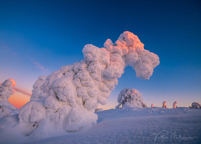 Стражи зимней Лапландии фото превью