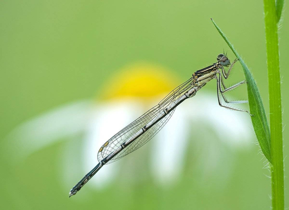 , Александр Земляной